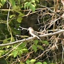 Saxicola maurus