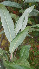 Salix lapponum