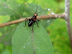 Conocephalus melaenus