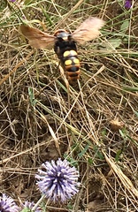 Megascolia maculata maculata