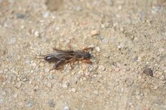 Gryllotalpa orientalis