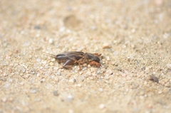 Gryllotalpa orientalis