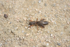 Gryllotalpa orientalis