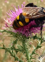 Megascolia maculata maculata