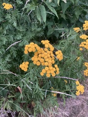 Tanacetum vulgare
