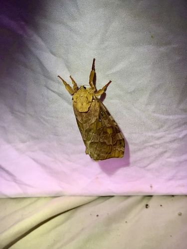 Four-spotted Ghost Moth photo 2