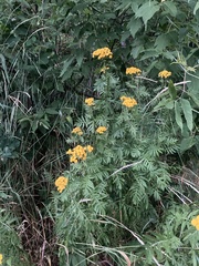 Tanacetum vulgare