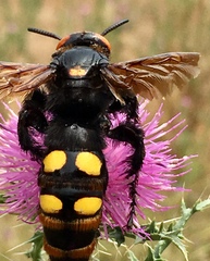 Megascolia maculata maculata