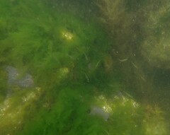 Cymatogaster aggregata