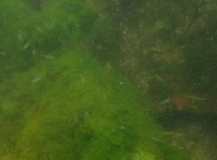 Cymatogaster aggregata