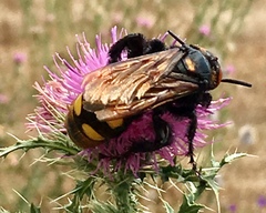 Megascolia maculata maculata