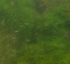 Cymatogaster aggregata