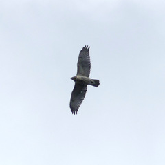 Buteo jamaicensis