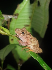Trench Robber Frog photo 4