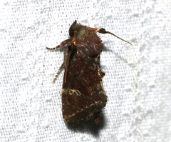 Elusa antennata