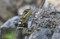 Sceloporus oberon