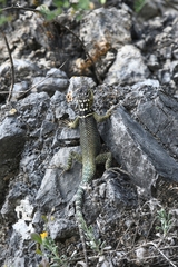 Sceloporus oberon