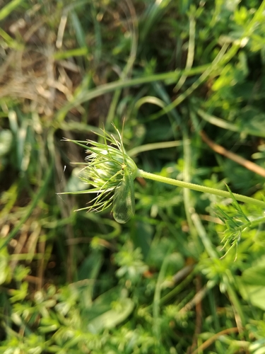 Zlatooke (Chrysopidae)