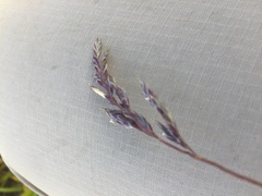 Poa eminens