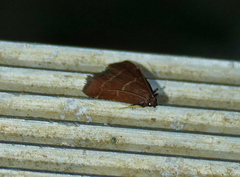 Heliades lindae