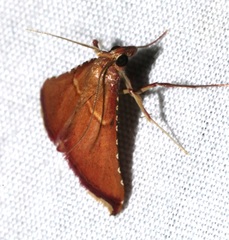 Endotricha olivacealis