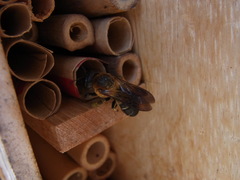 Megachile sculpturalis