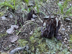 Alloclavaria