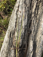 Carex rariflora