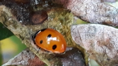 Coccinella septempunctata