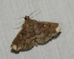 Adrapsa quadrilinealis