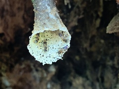 Lepidotrigona terminata