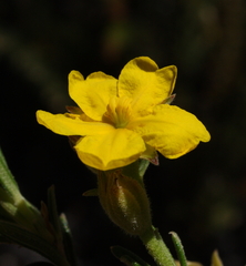 Hibbertia asterella
