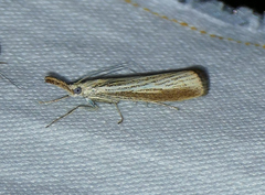 Agriphila straminella