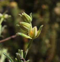 Hibbertia asterella