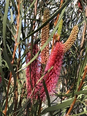 Hakea bucculenta