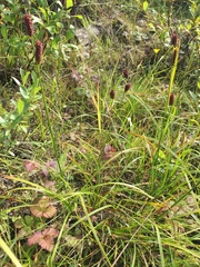 Carex membranacea