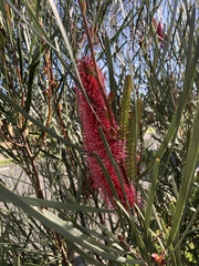 Hakea bucculenta