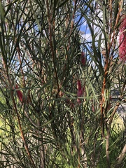 Hakea bucculenta