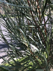 Hakea bucculenta