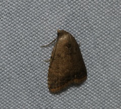 Anachrostis