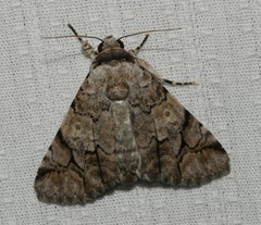 Bamra mundata