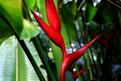 Heliconia bihai