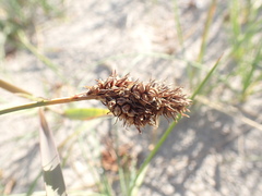 Carex sabulosa