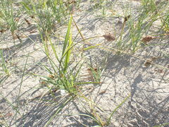 Carex sabulosa