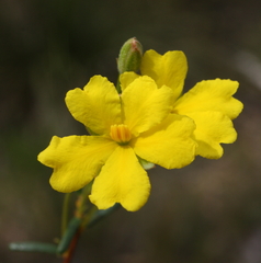 Hibbertia depilipes