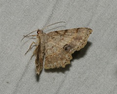 Calletaera subexpressa