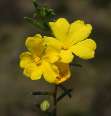 Hibbertia depilipes