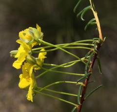 Hibbertia depilipes