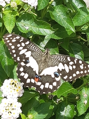 Papilio demoleus