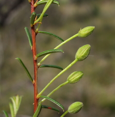 Hibbertia depilipes